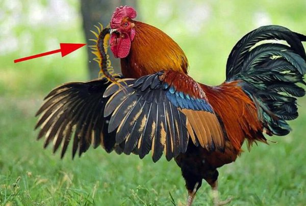 鸡吃了蜈蚣为什么变凶