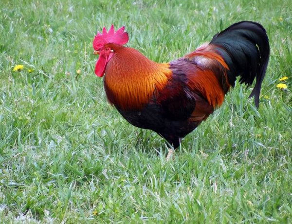 鸡吃了蜈蚣为什么变凶