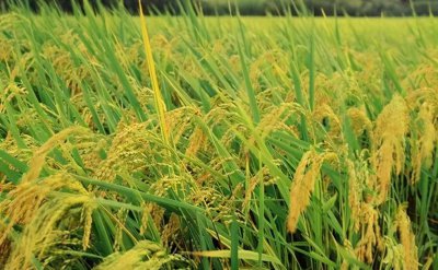 三大粮食作物是指什么 关于粮食作物保险的相关内容