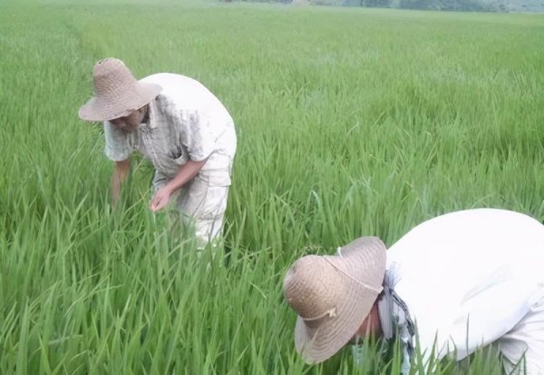 三大粮食作物是指什么