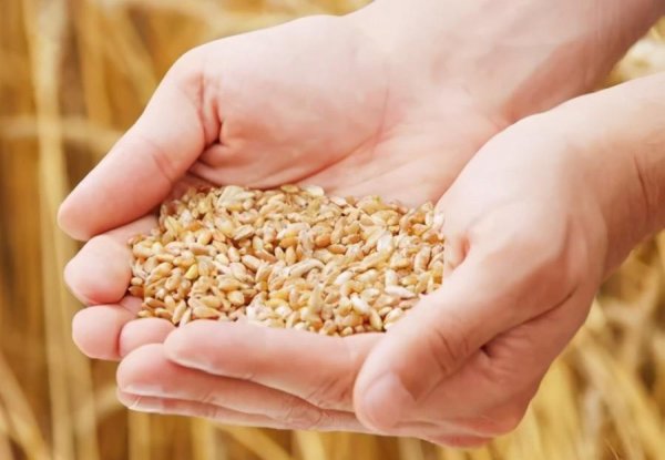 三大粮食作物是指什么