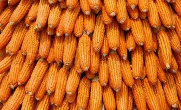 三大粮食作物是指什么