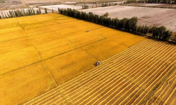 三大粮食作物是指什么