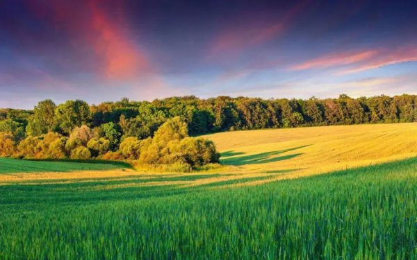 三大粮食作物是指什么