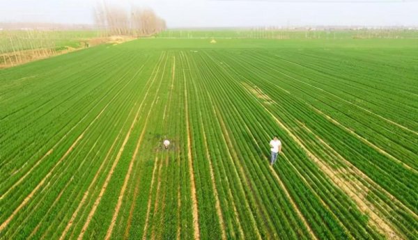 三大粮食作物是指什么