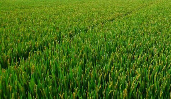 三大粮食作物是指什么