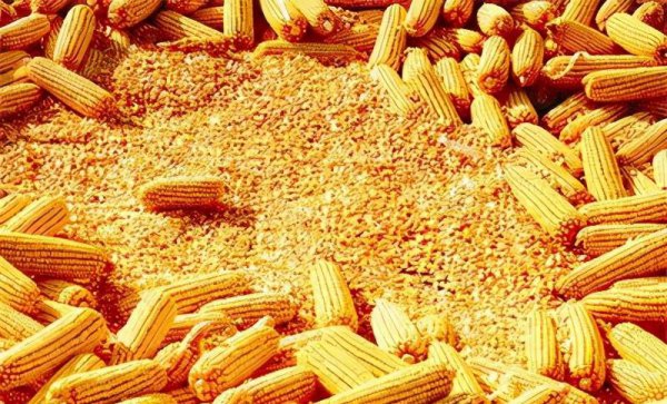 三大粮食作物是指什么