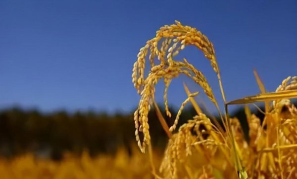 三大粮食作物是指什么