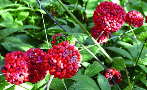 云南必买的十大特产