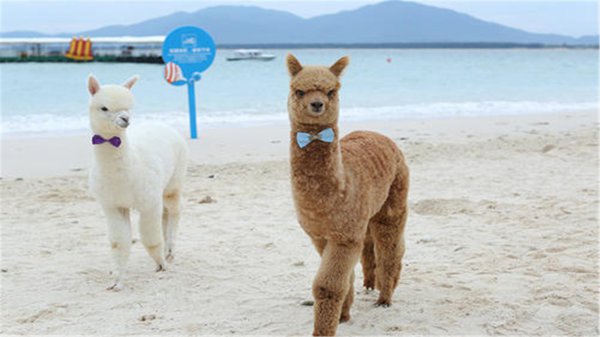 羊驼吐口水是什么意思