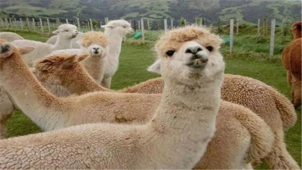 羊驼吐口水是什么意思