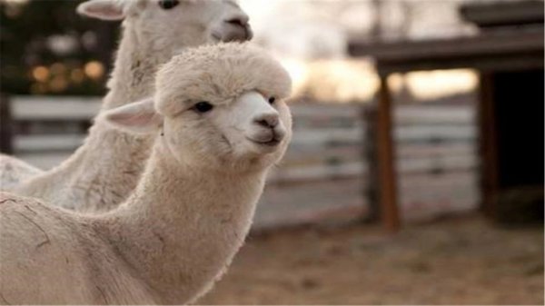 羊驼吐口水是什么意思