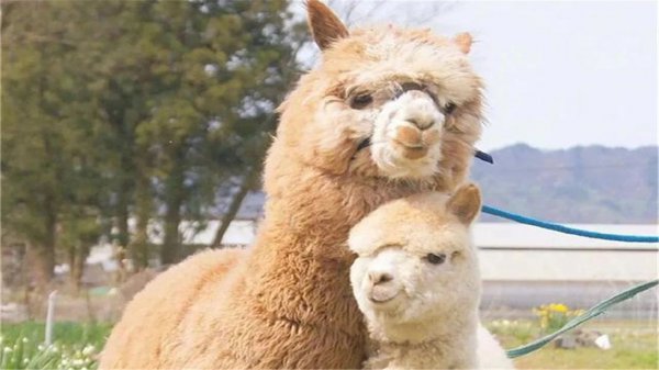 羊驼吐口水是什么意思