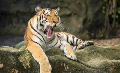 老虎的生活特征和生活方式 为什么老虎总是孤独生活的