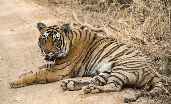 老虎的生活特征和生活方式