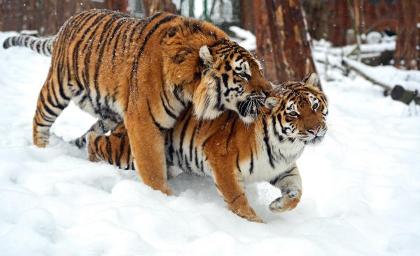 老虎的生活特征和生活方式