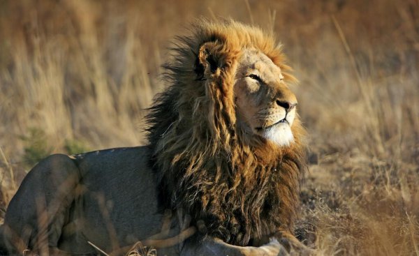 老虎的生活特征和生活方式