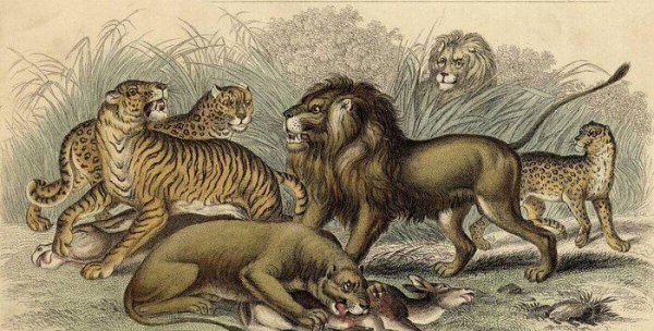 老虎的生活特征和生活方式