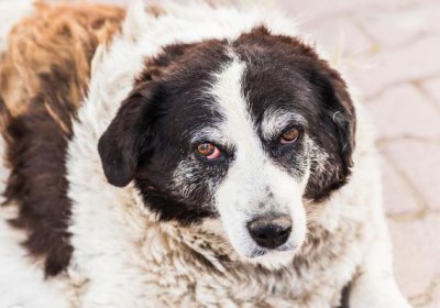 狗狗一年相当于人类多少岁 开始衰老的狗狗有哪些特征