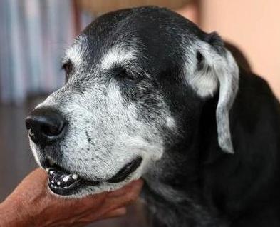 狗狗一年相当于人类多少岁