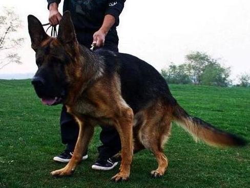 狗狗一年相当于人类多少岁