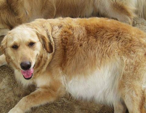 狗狗一年相当于人类多少岁