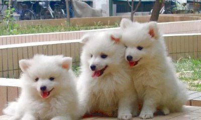 银狐犬为什么很少人养 养殖银狐犬需要注意什么事项