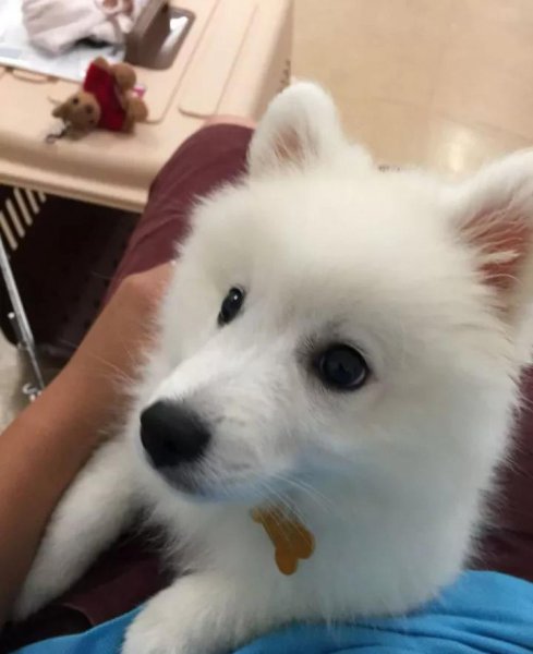 银狐犬为什么很少人养