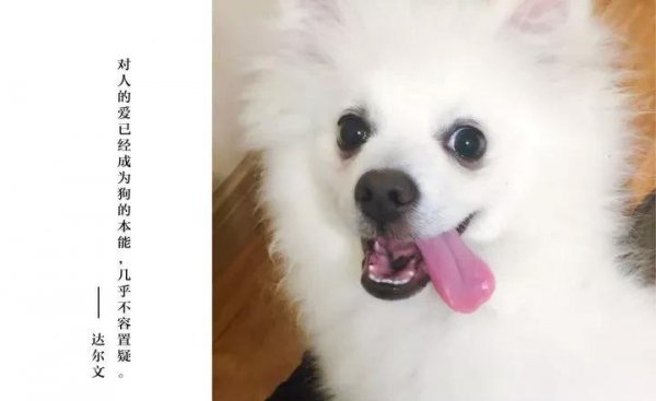 银狐犬为什么很少人养