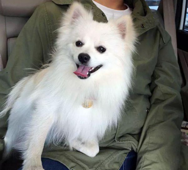 银狐犬为什么很少人养