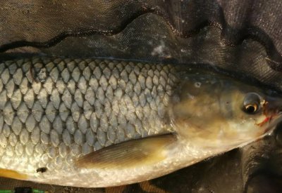 草鱼钓底还是钓浮好 大水库钓草鱼的正确方法与技巧