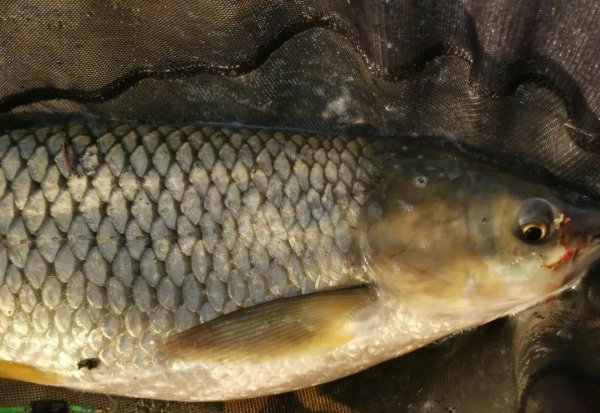 草鱼钓底还是钓浮好