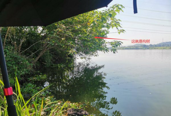 草鱼钓底还是钓浮好