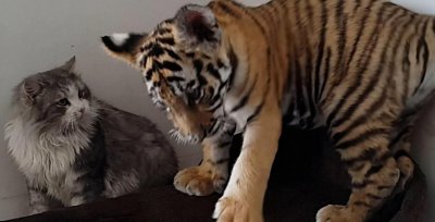 老虎为什么不伤害猫 猫和老虎会不会是同一个祖先