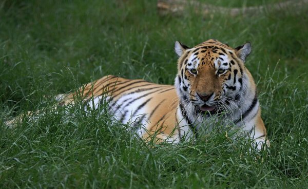 老虎为什么不伤害猫