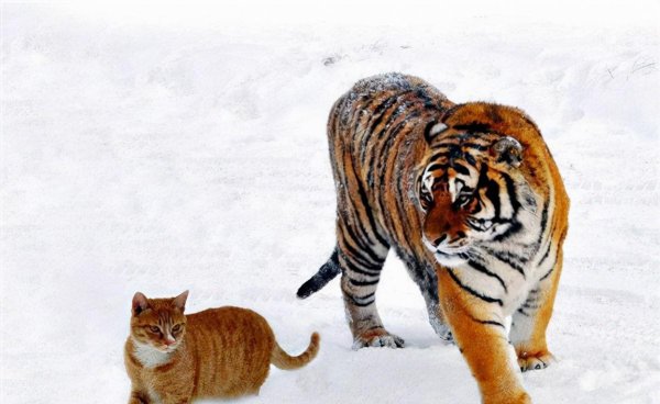 老虎为什么不伤害猫