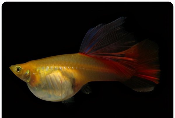 母凤尾鱼下崽的征兆