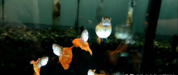 母凤尾鱼下崽的征兆