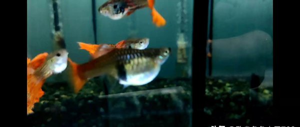 母凤尾鱼下崽的征兆