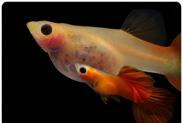 母凤尾鱼下崽的征兆