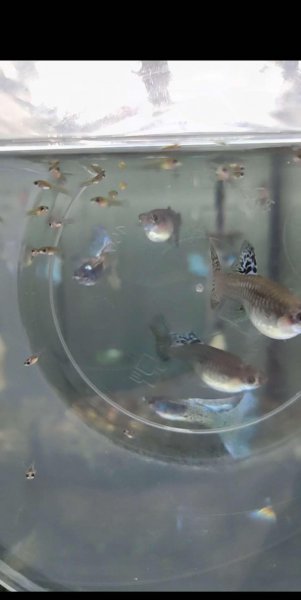 母凤尾鱼下崽的征兆