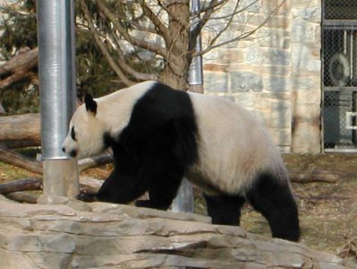 熊猫的生活习性有哪些 我国熊猫的生活方式和特点