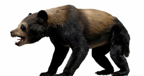 熊猫的生活习性有哪些