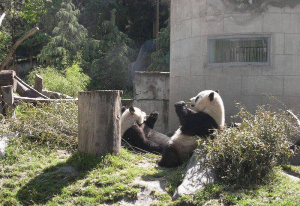 熊猫的生活习性有哪些