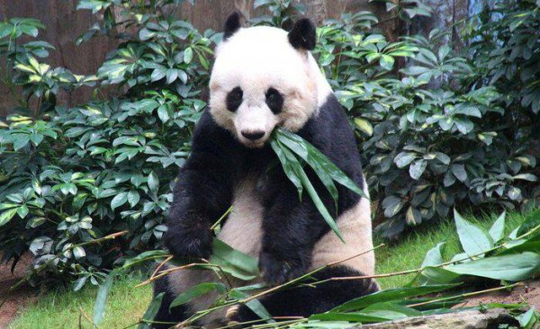 熊猫的生活习性有哪些