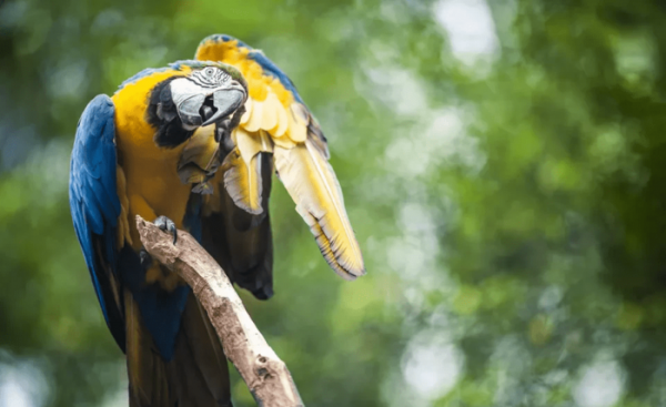 怎么判断鹦鹉身上有虫