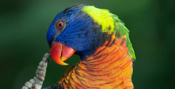 怎么判断鹦鹉身上有虫