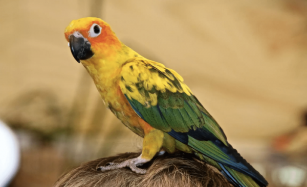 怎么判断鹦鹉身上有虫