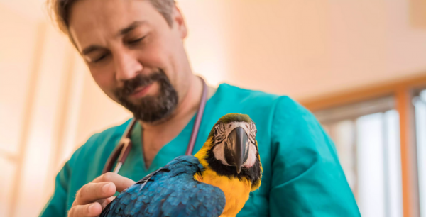 怎么判断鹦鹉身上有虫