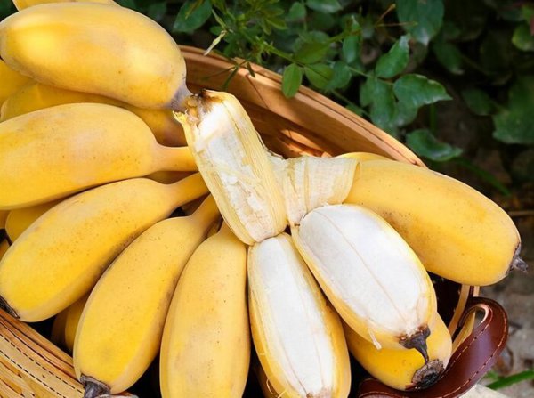 芭蕉和香蕉区别在哪里